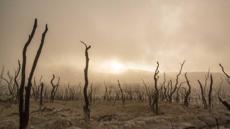 Where Can I Find Reddy Anna 11Xplay Login Download Apk?